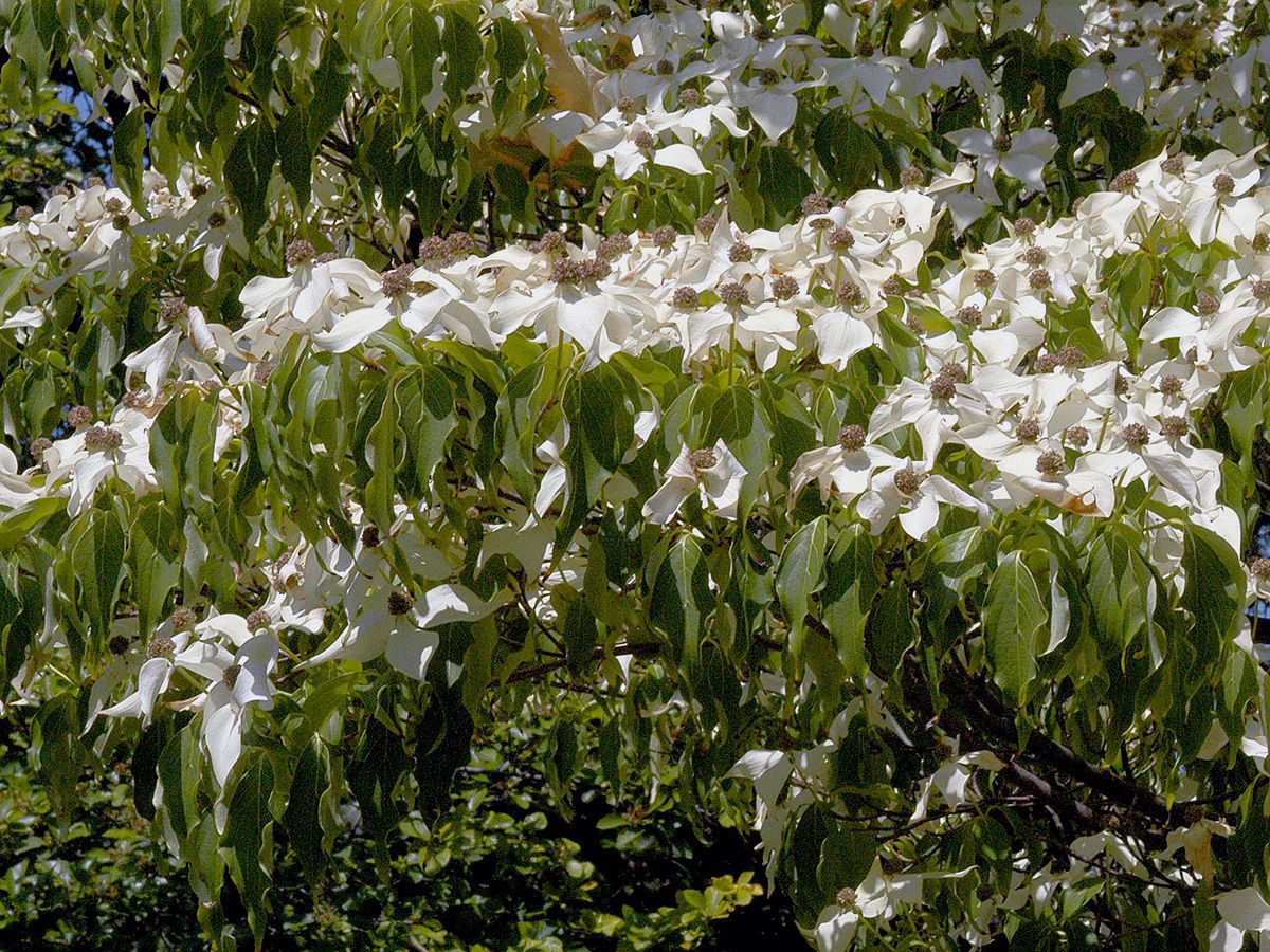 Japanischer  Blumenhartriegel