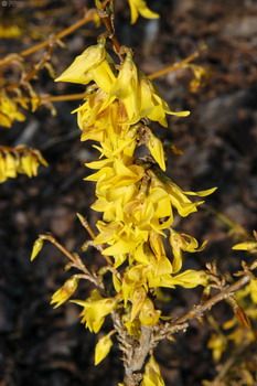 Zwergforsythie Marée d'Or
