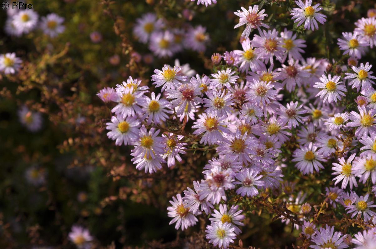 Myrtenaster Pink Cloud