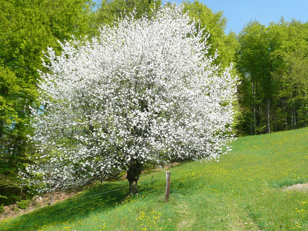 Süsskirsche, Vogelkirsche Süsskirsche, Vogelkirsche