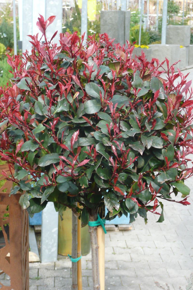 Zwergglanzmispel Little Red Robin Zwergglanzmispel Little Red Robin