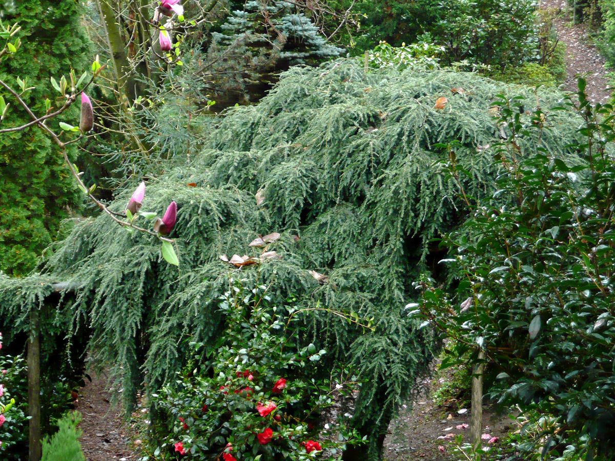 Hängehemlocktanne Pendula