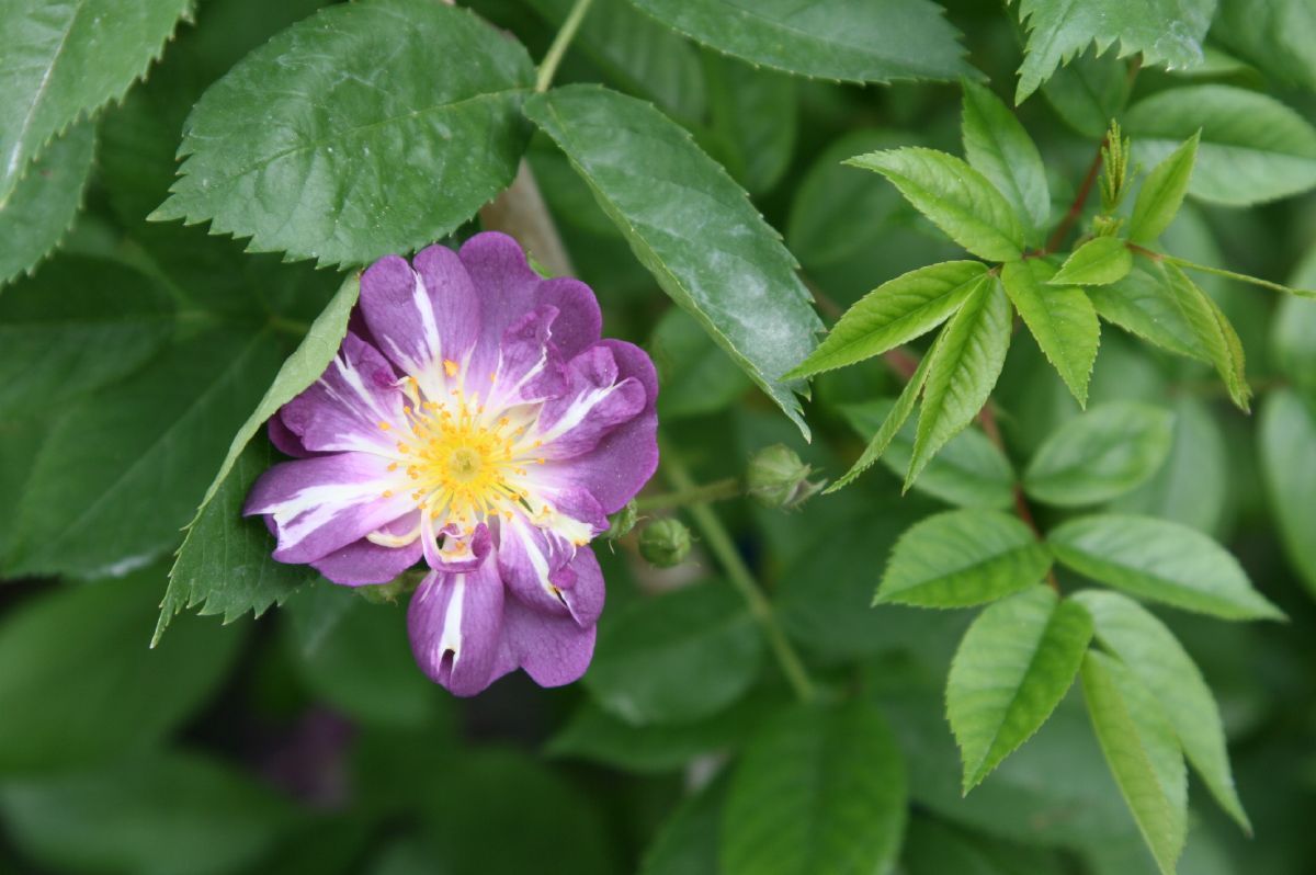 Veilchenblau® (R) Kletterrose (Rambler, leichter Duft)