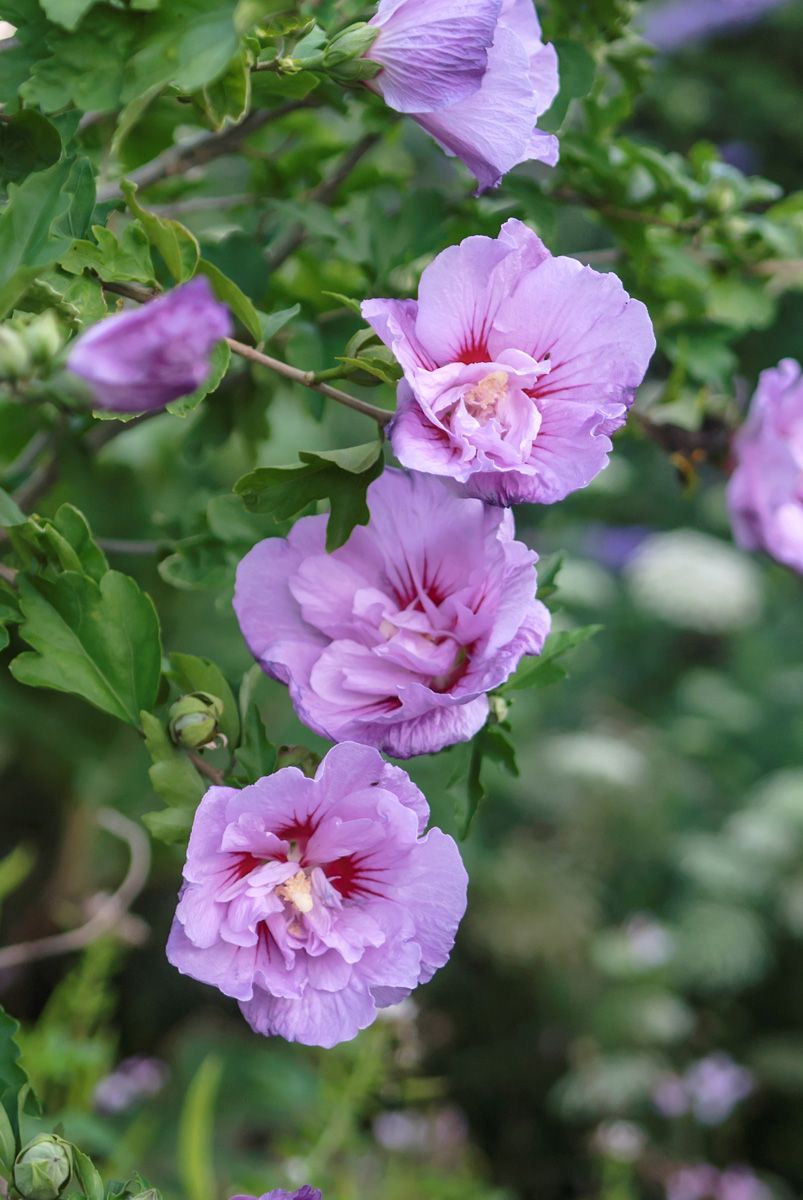 Hibiskus Ardens Hibiskus Ardens