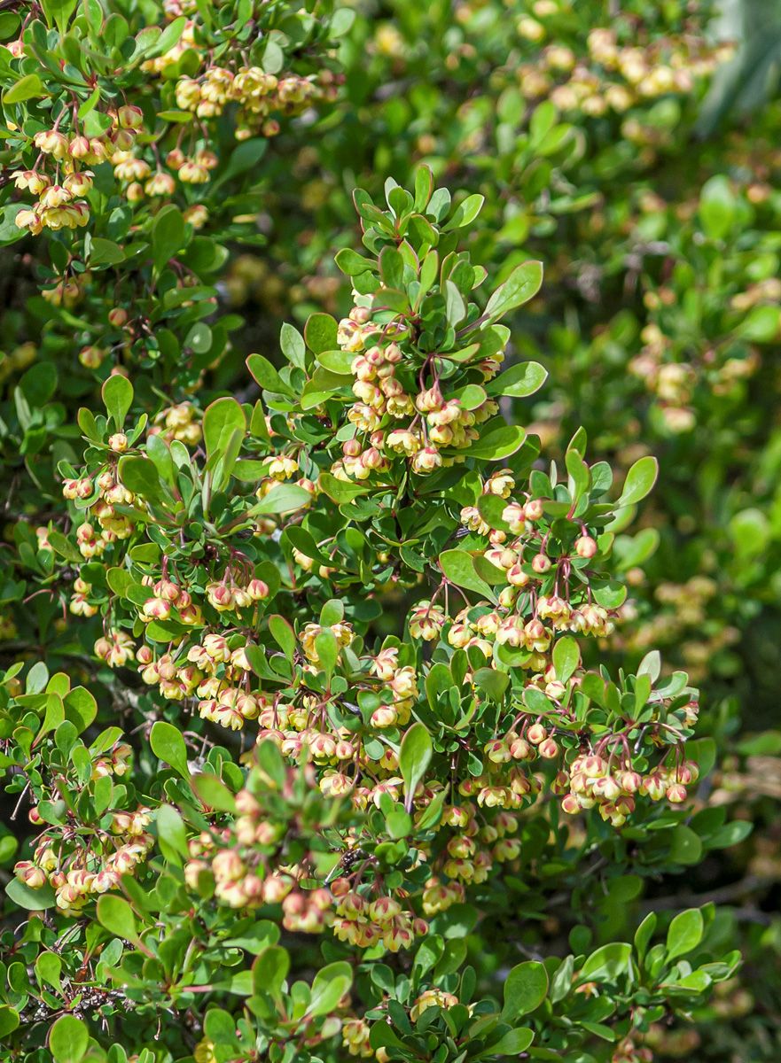 Buchsblättrige Berberitze Nana Buchsblättrige Berberitze Nana