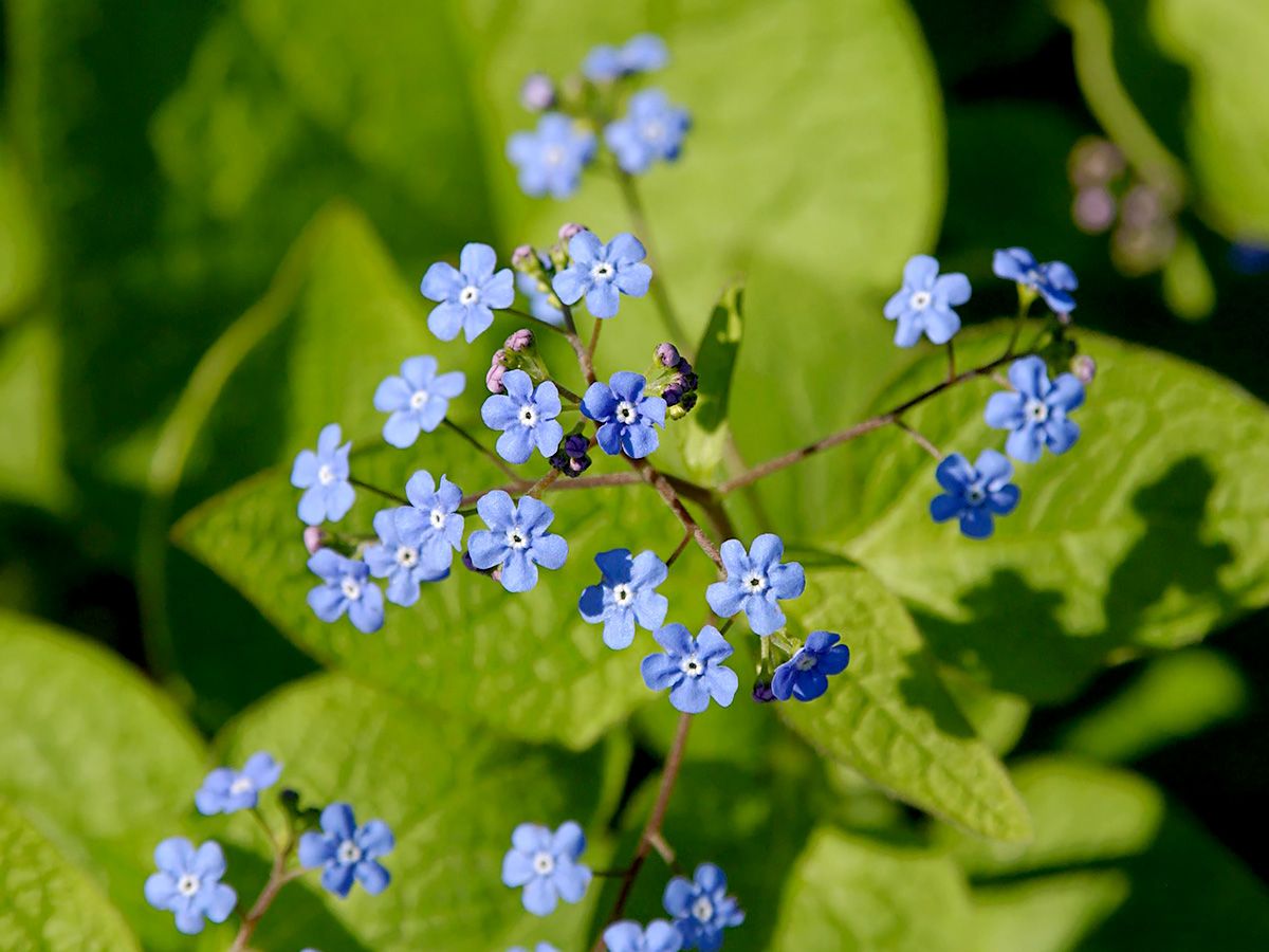 Kaukasusvergissmeinnicht Kaukasusvergissmeinnicht
