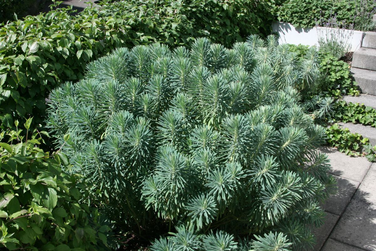 Mittelmeerwolfsmilch