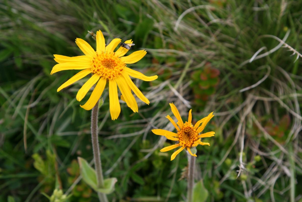 Arnika, Bergwohlverleih, Schnupftabakblume, Engelkraut, Sonnenwirbel, Bergwegebreit