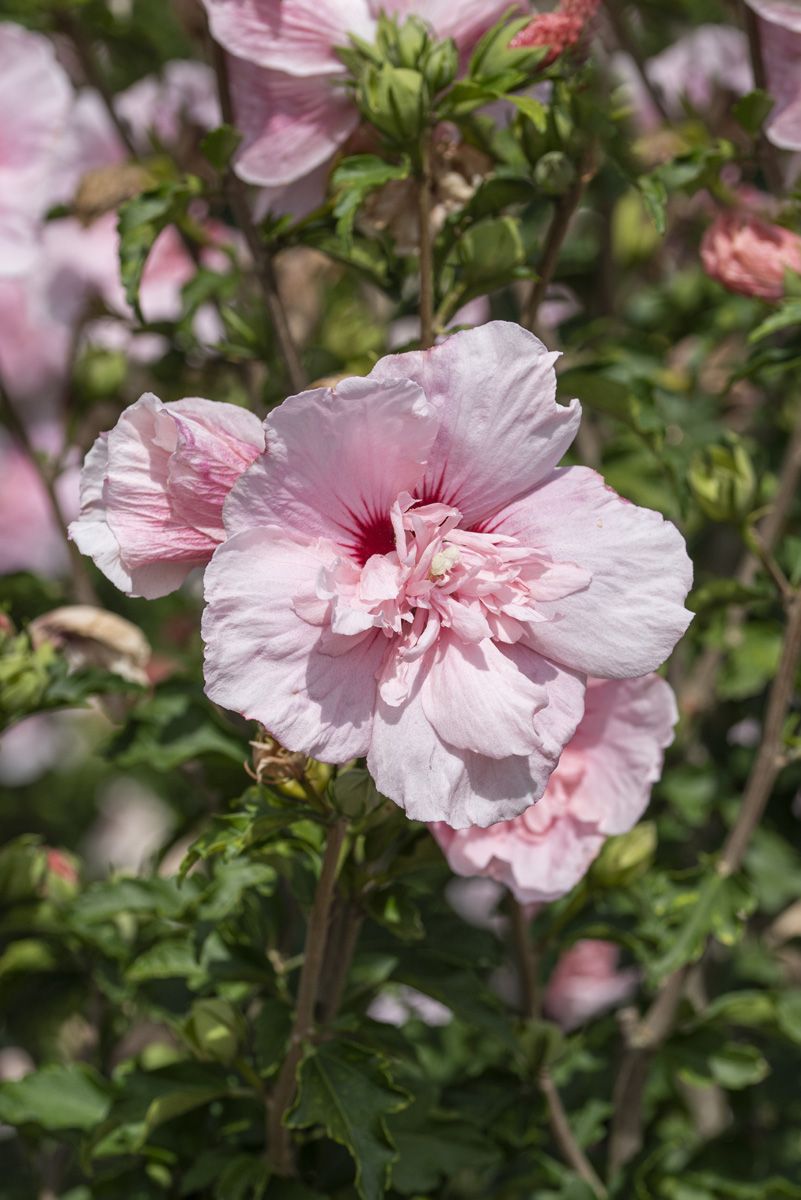 Hibiskus Pink Chiffon®