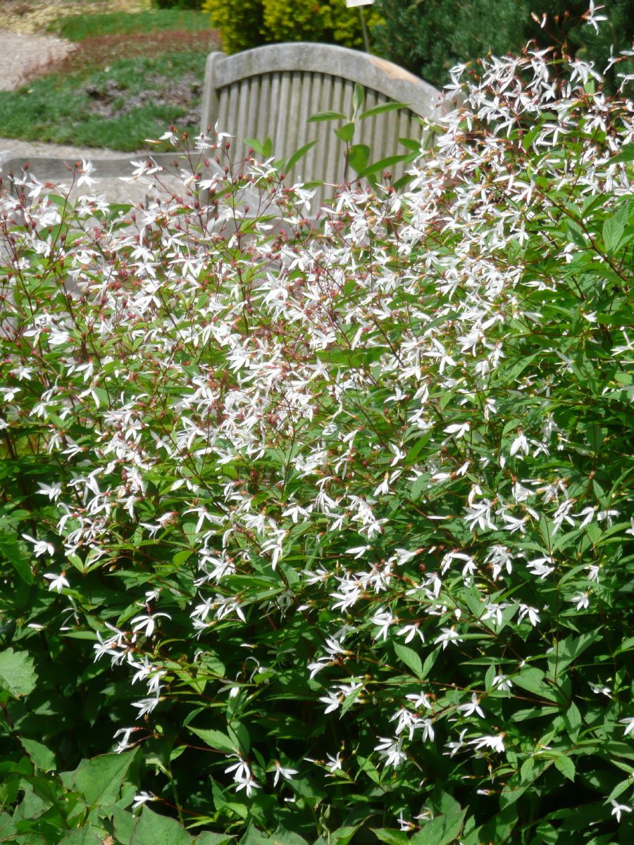 Dreiblattspiere Dreiblattspiere