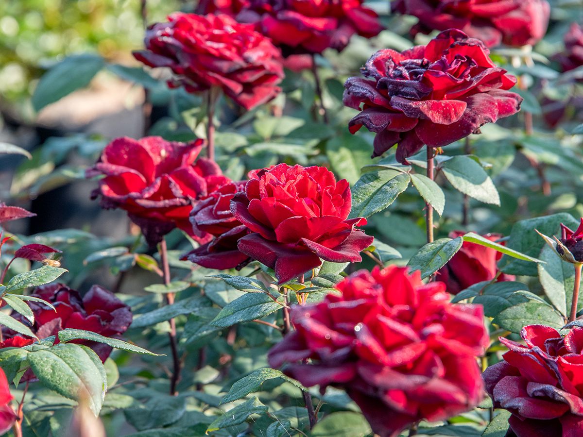 Barkarole® Edelrose (Teehybride, anspruchslos, starker Duft) Barkarole® Edelrose (Teehybride, anspruchslos, starker Duft)