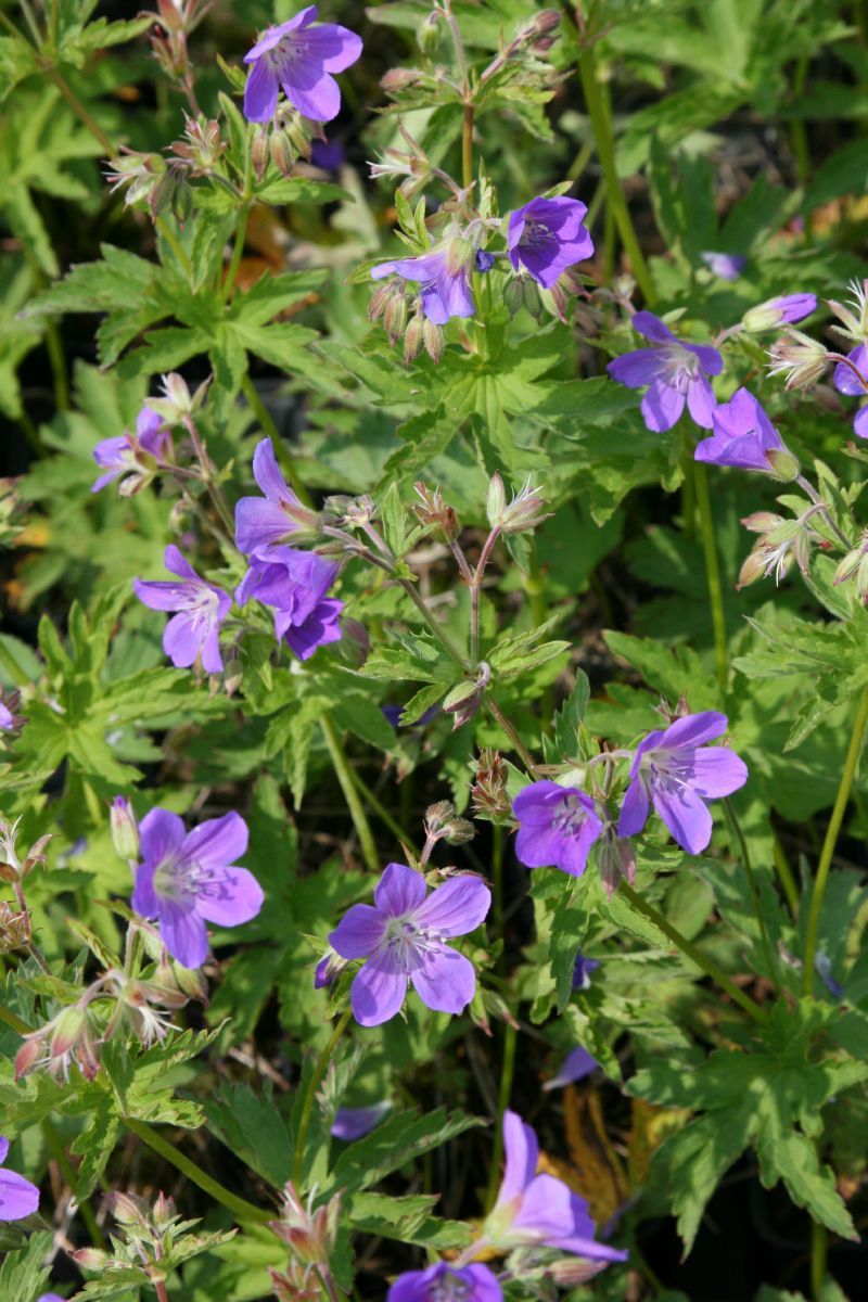 Waldstorchschnabel Birch Lilac Waldstorchschnabel Birch Lilac