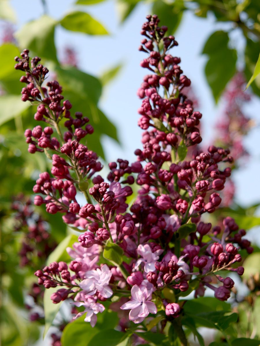 Bauernflieder Belle de Nancy Bauernflieder Belle de Nancy