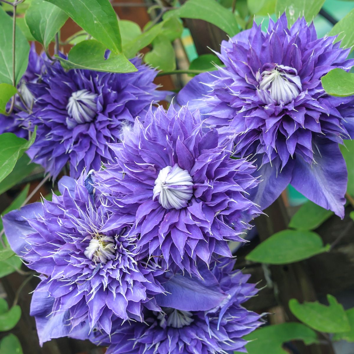 Waldrebe Multi Blue