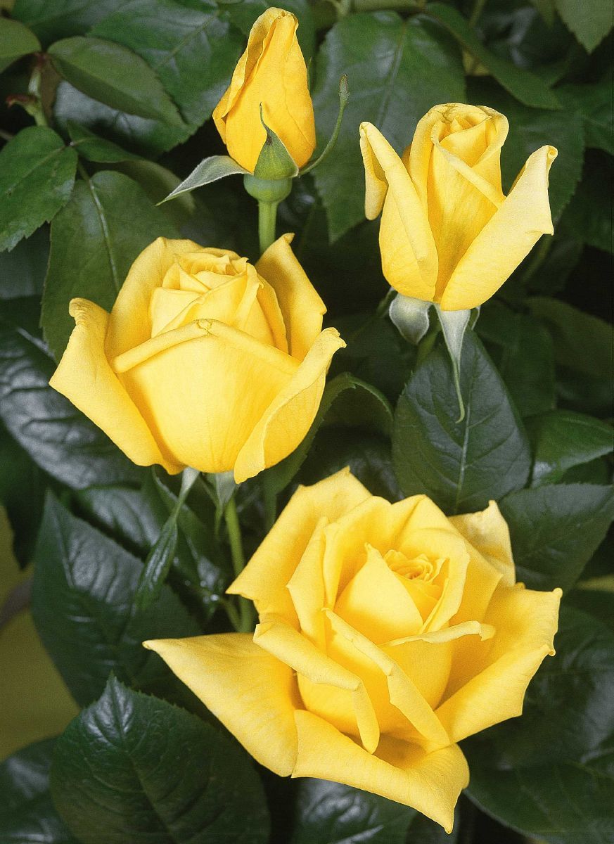 Landora® Edelrose (Teehybride, anspruchslos)