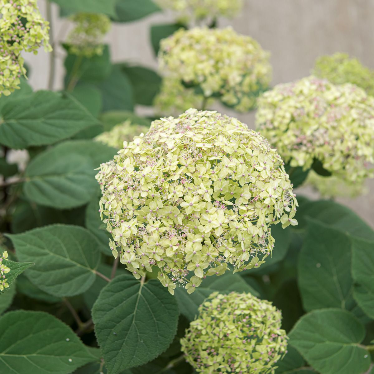 Schneeballhortensie Lime Rickey®