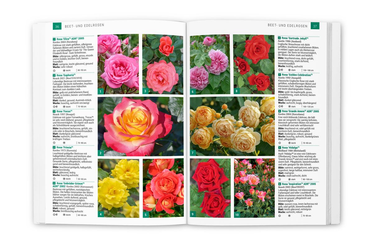 Fachbuch Rosen