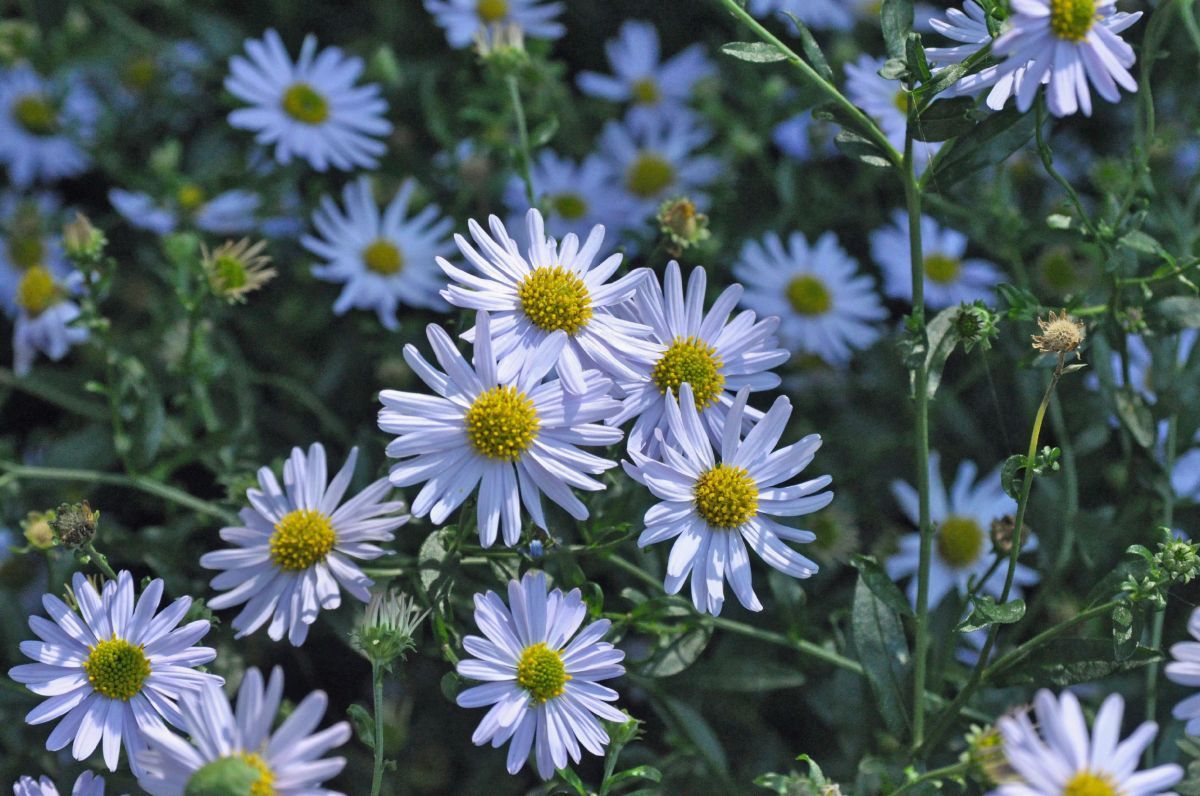 Schönaster Blue Star