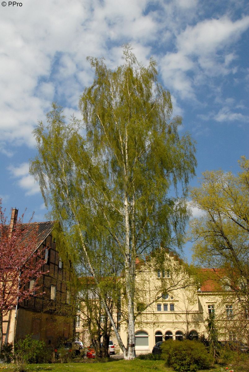 Säulenbirke Fastigiata