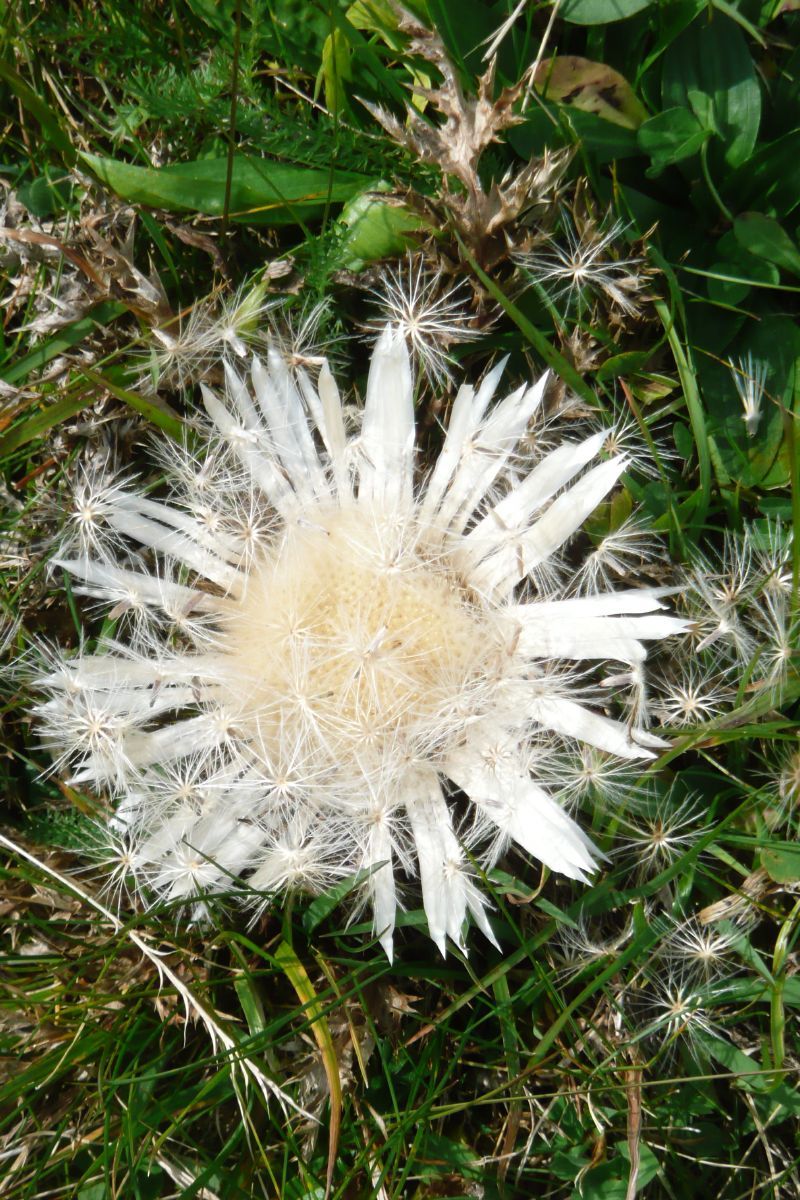 Silberdistel Silberdistel