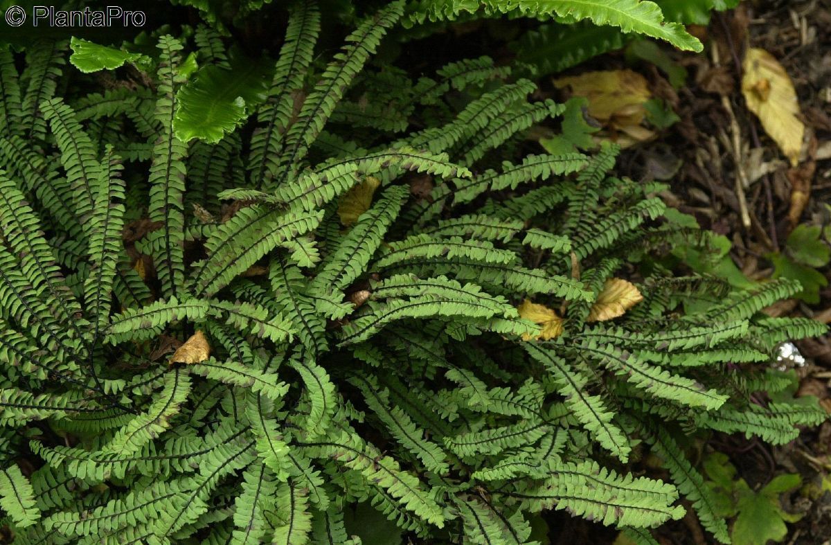 Pfauenradfarn Imbricatum