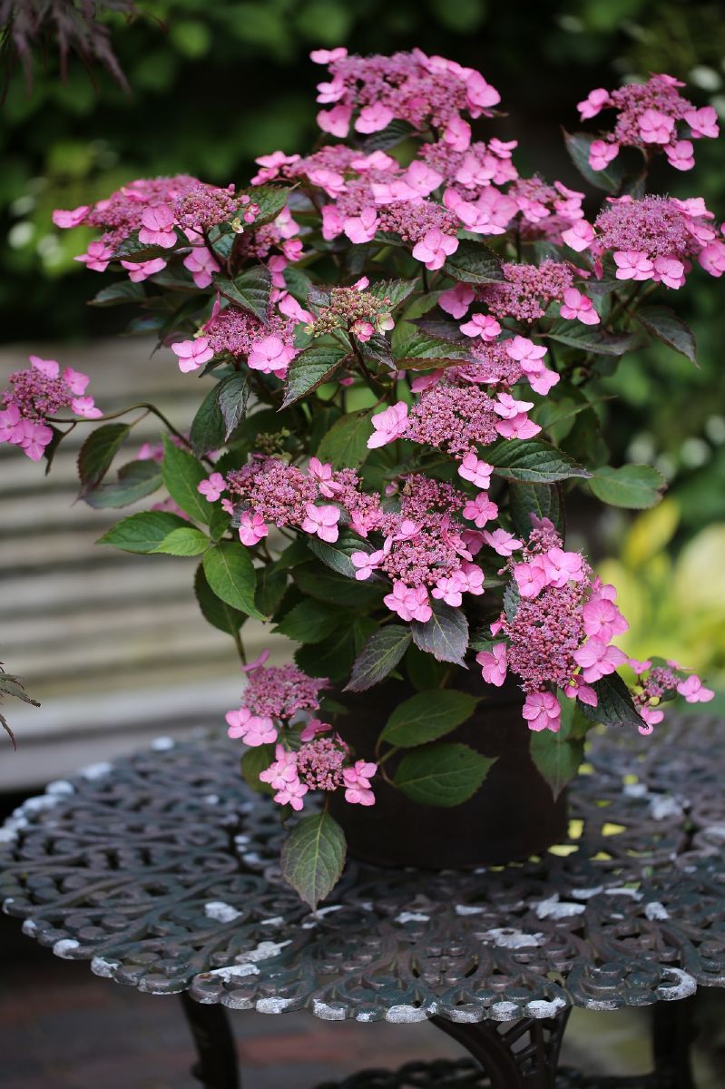 Gartenhortensie Cloudi®