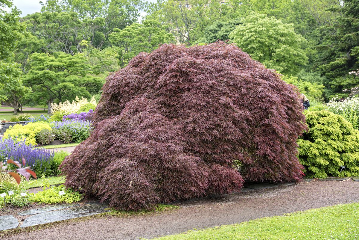 Geschlitztblättriger Fächerahorn Garnet Geschlitztblättriger Fächerahorn Garnet