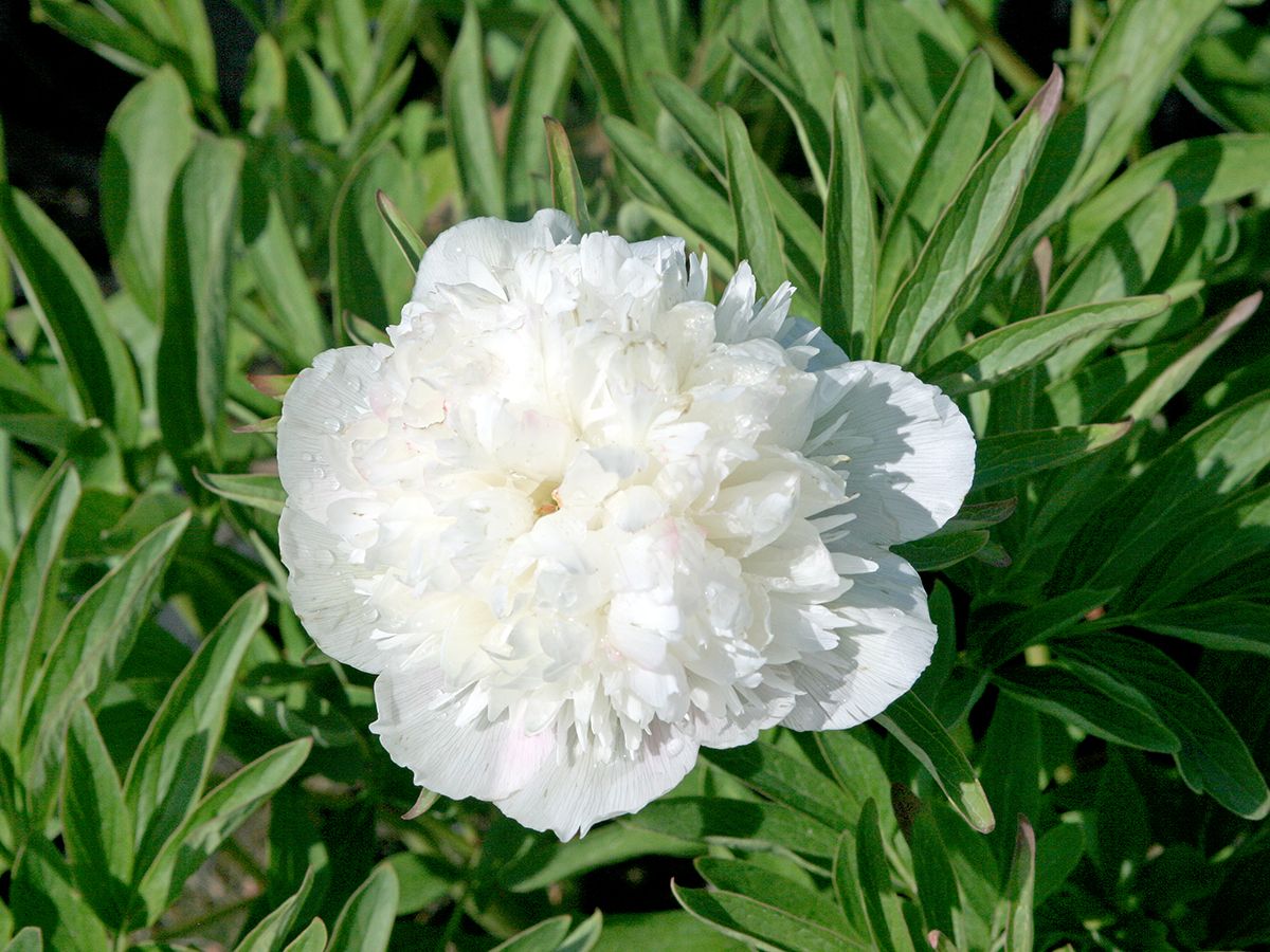 Bauernpfingstrose Alba Plena