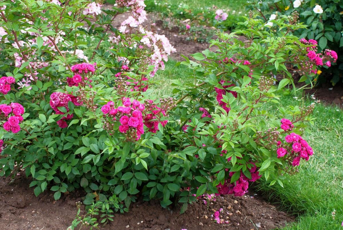 Dinky® Strauchrose Dinky® Strauchrose