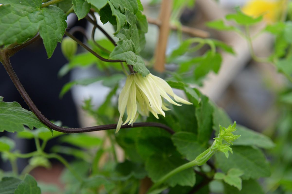 Waldrebe Amber Waldrebe Amber