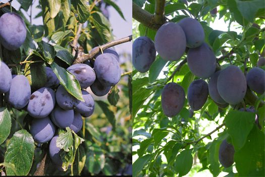 Hanita® + Rinklin Zwetschgenpaarbaum