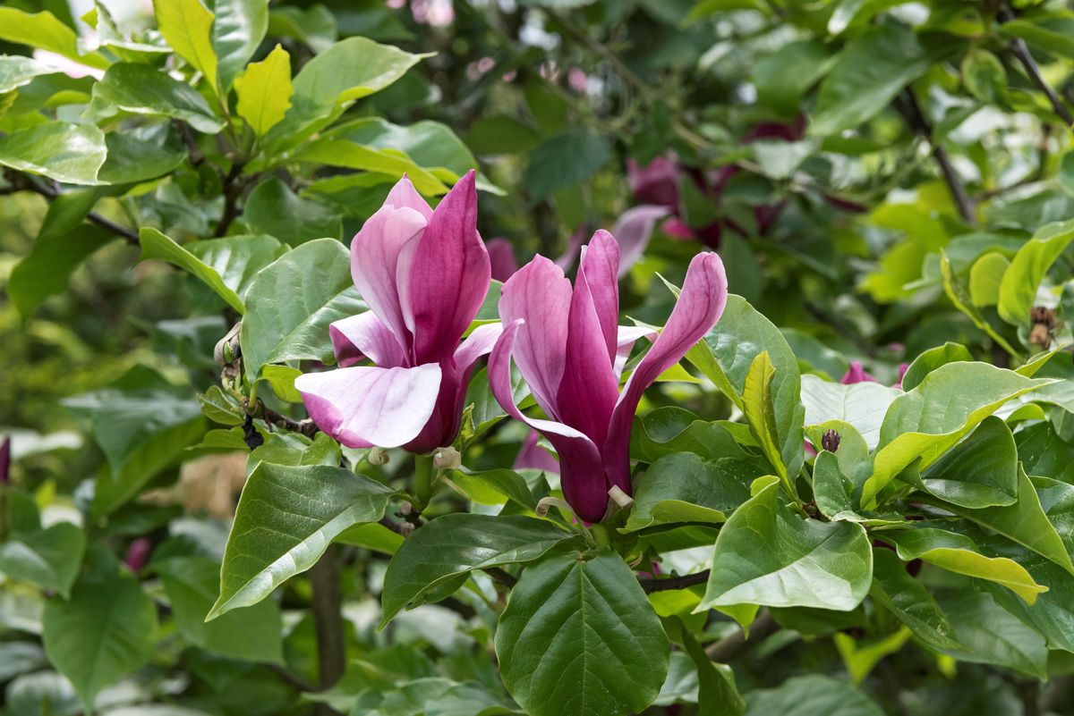 Lilienmagnolie Nigra