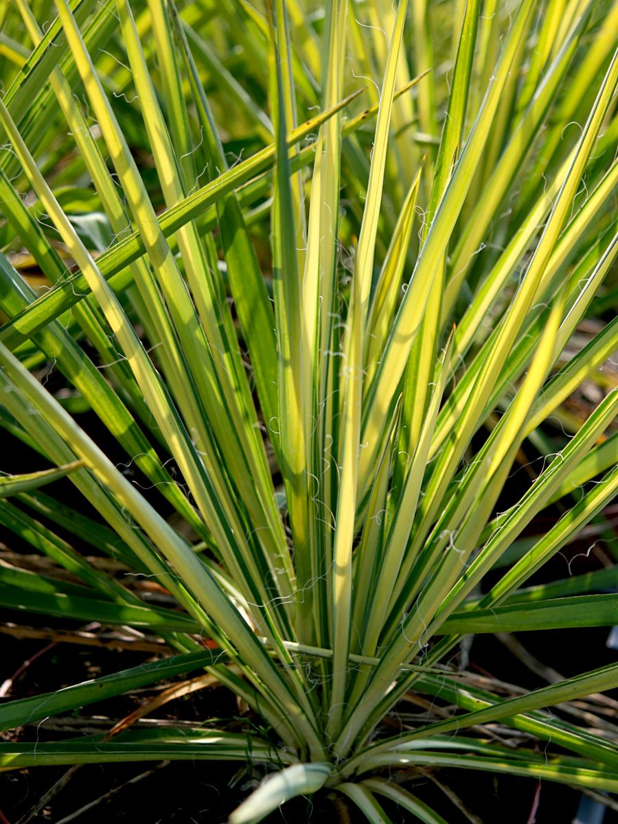 Palmlilie Golden Sword