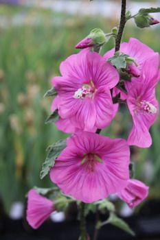 Buschmalve, Strauchmalve Bredon Springs