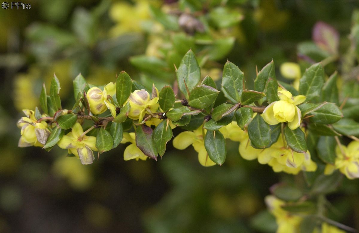 Berberitze Berberitze