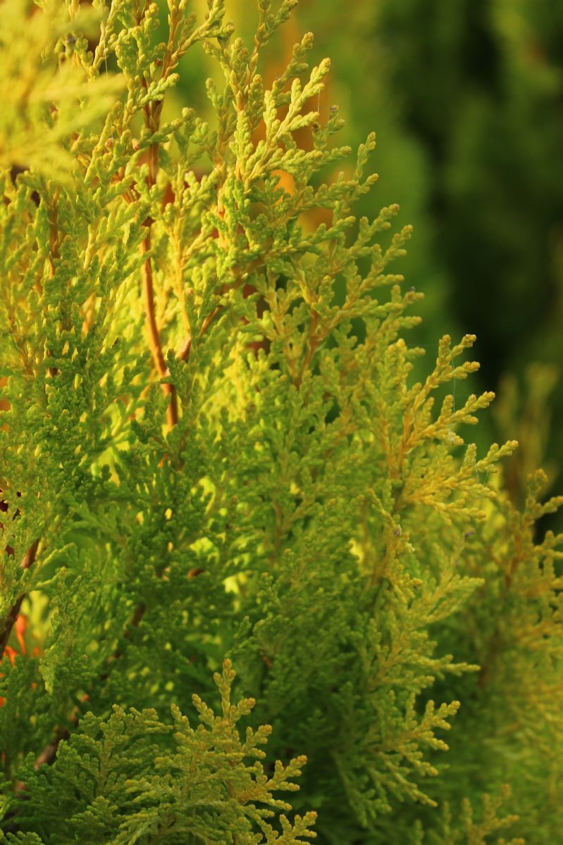 Morgenländischer Lebensbaum Pyramidalis Aurea