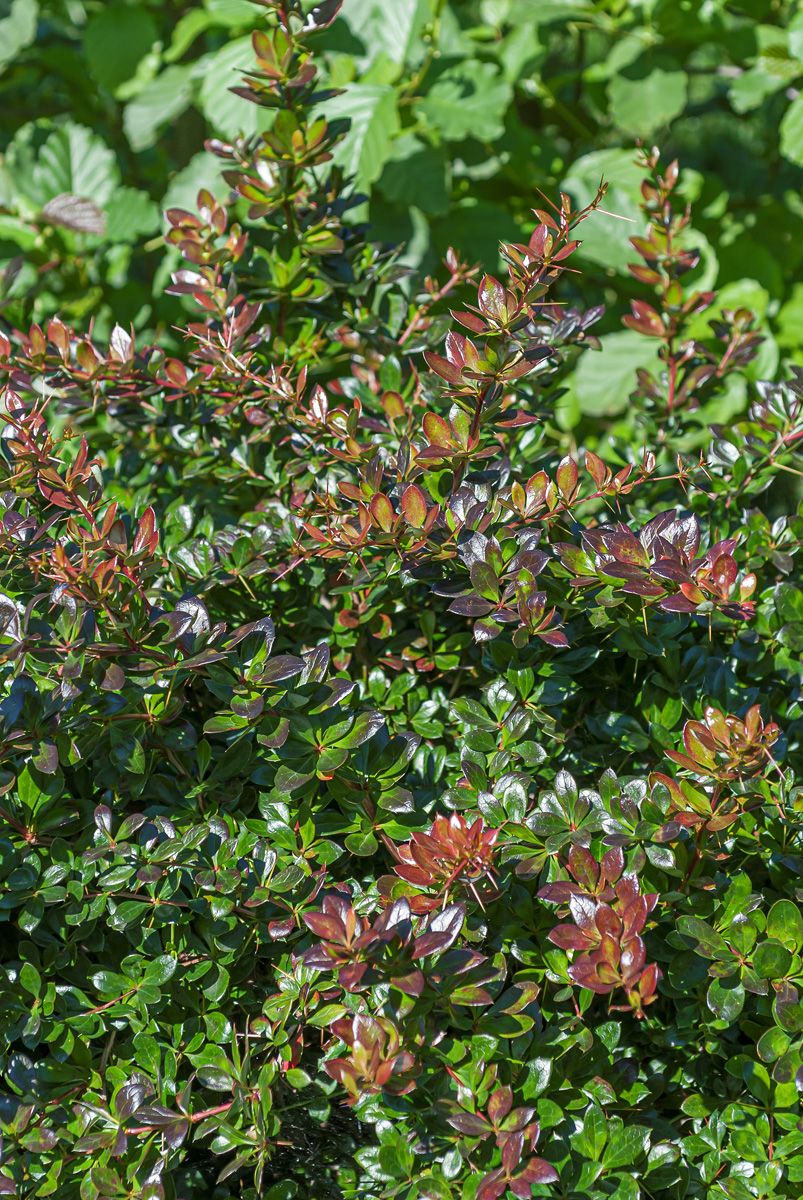 Berberitze Red Jewel