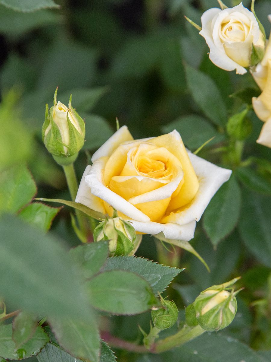 Golden Meillandina® Zwergrose