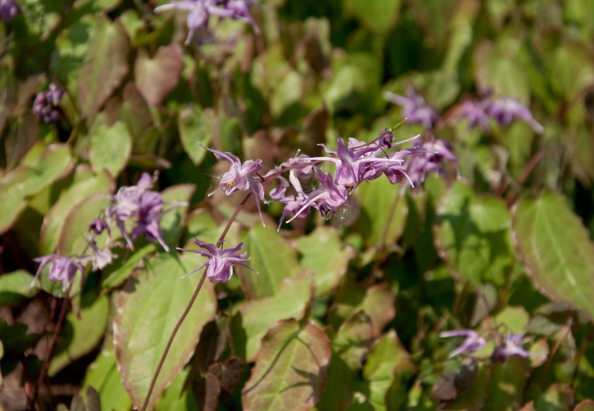 Elfenblume, Sockenblume Lilafee Elfenblume, Sockenblume Lilafee