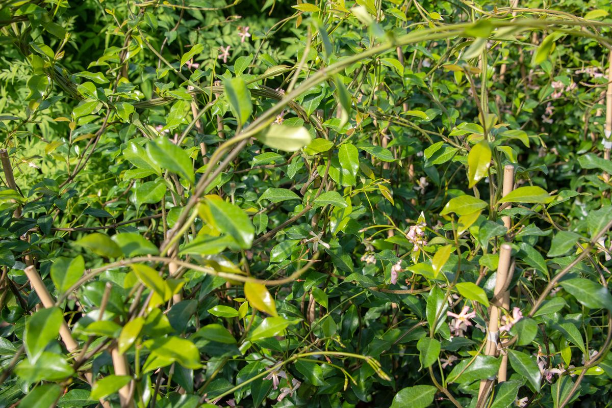 Sternjasmin Pink Showers