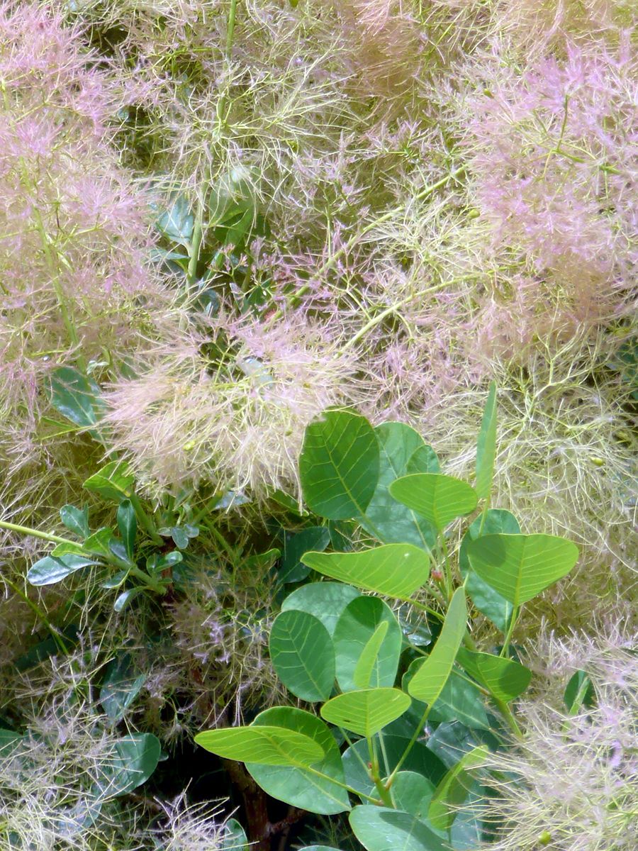 Herbstfreude Gefäss