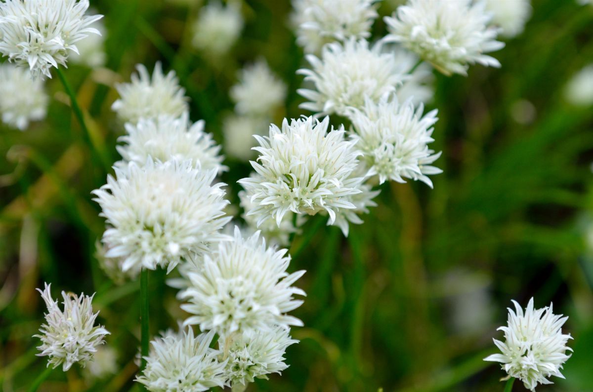 Schnittlauch Corsican White