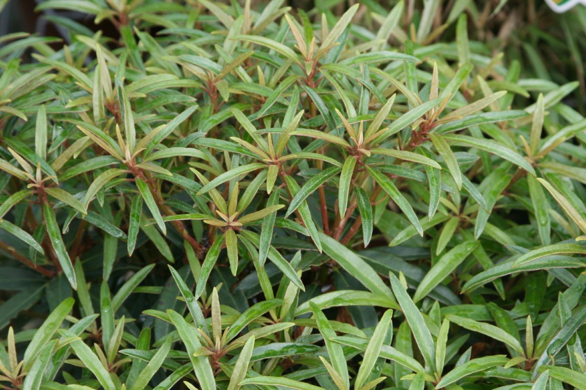 Rhododendron Graziella Rhododendron Graziella