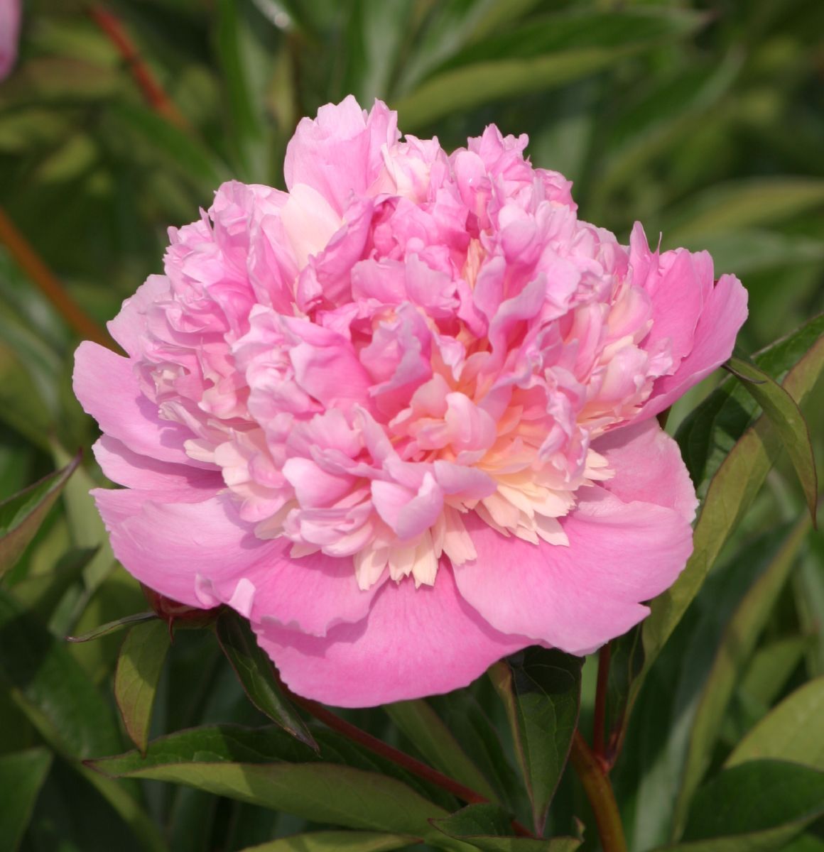 Pfingstrose Sorbet