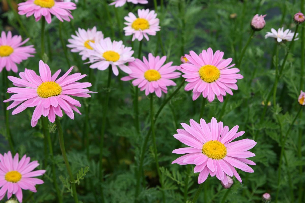 Junimargerite Robinson's Rose Junimargerite Robinson's Rose