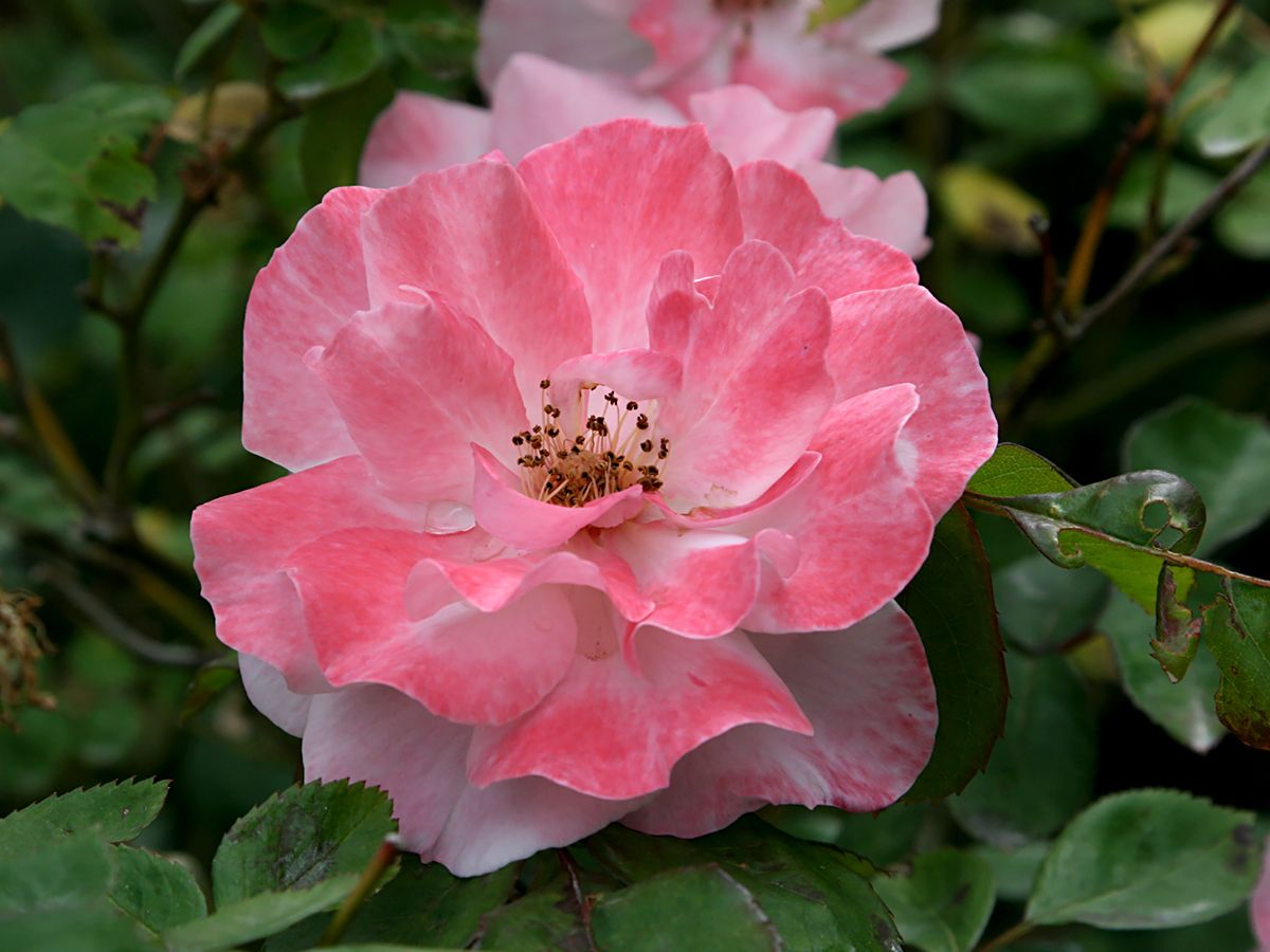 Clair Matin® Strauchrose (öfter blühend, leichter Duft)