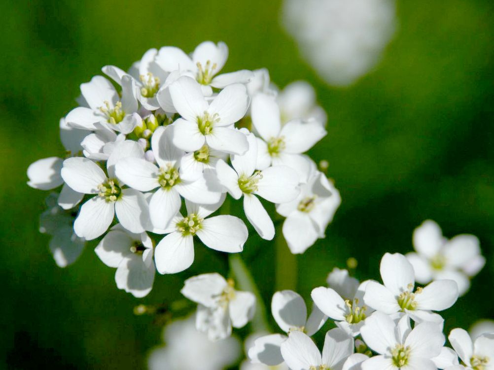 Wiesenschaumkraut, Pfingstblume, Kälberkes Wiesenschaumkraut, Pfingstblume, Kälberkes