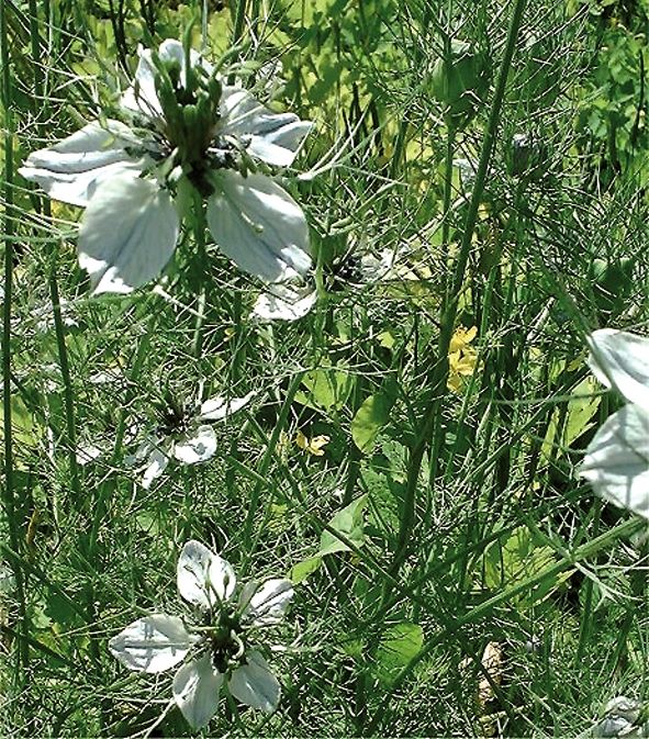 Schwarzkümmel