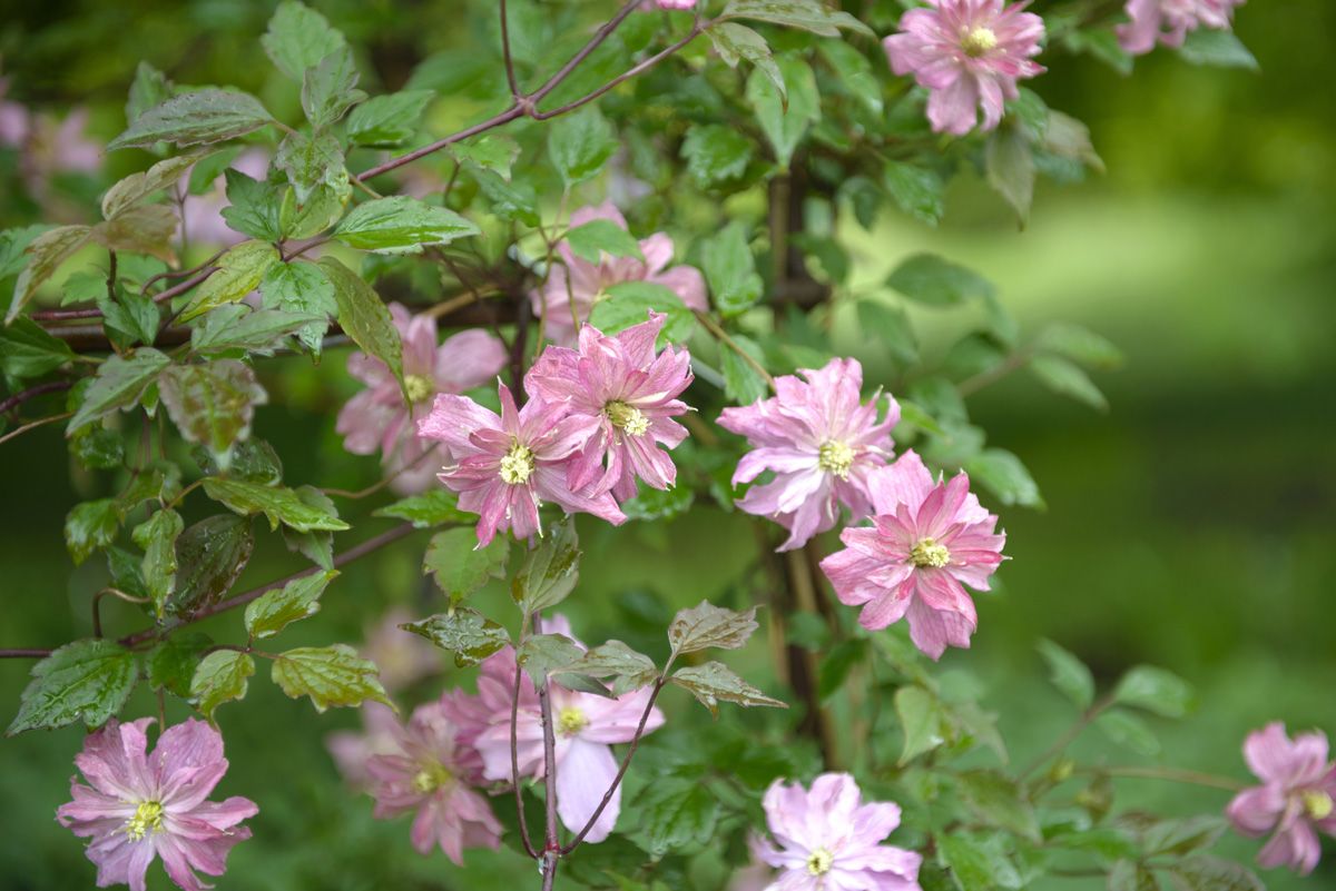 Bergwaldrebe Broughton Star Bergwaldrebe Broughton Star