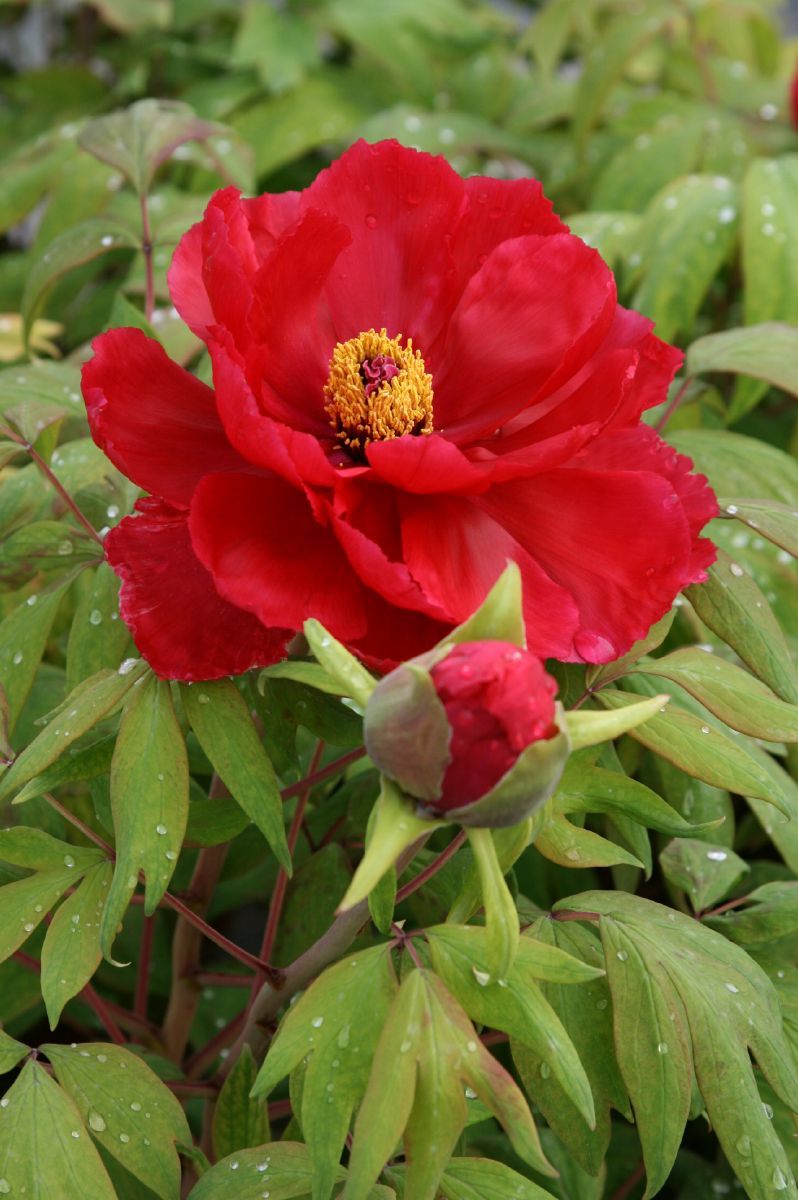 Baumpfingstrose Houki